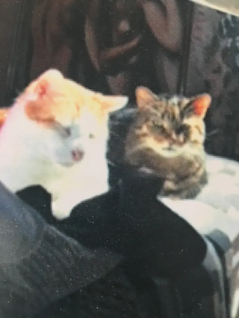 Image from Bobo
