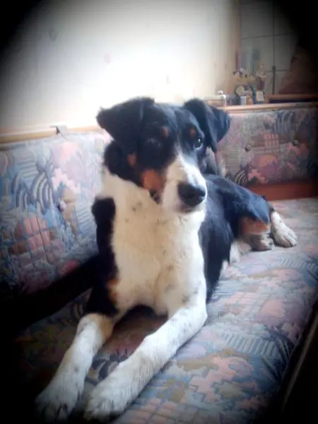 Image from Lucky
