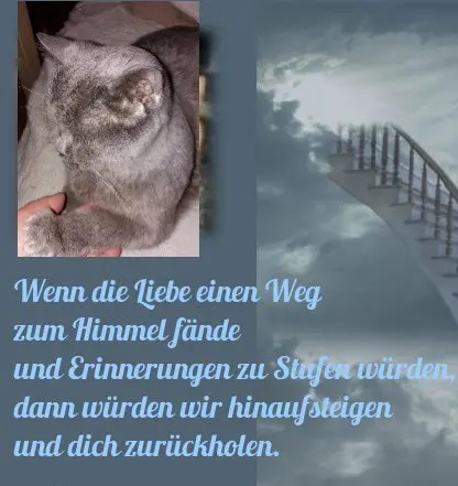 Condolence image of Sabine mit Kaspar tief im Herzen
