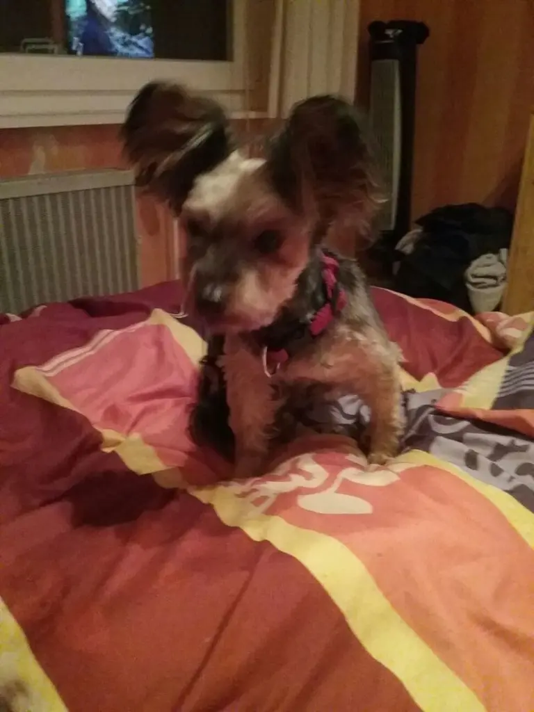 Image from Daysie