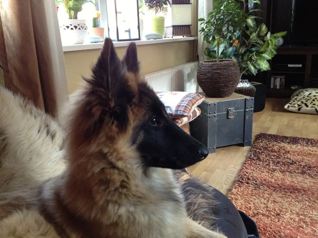 Image from Falko