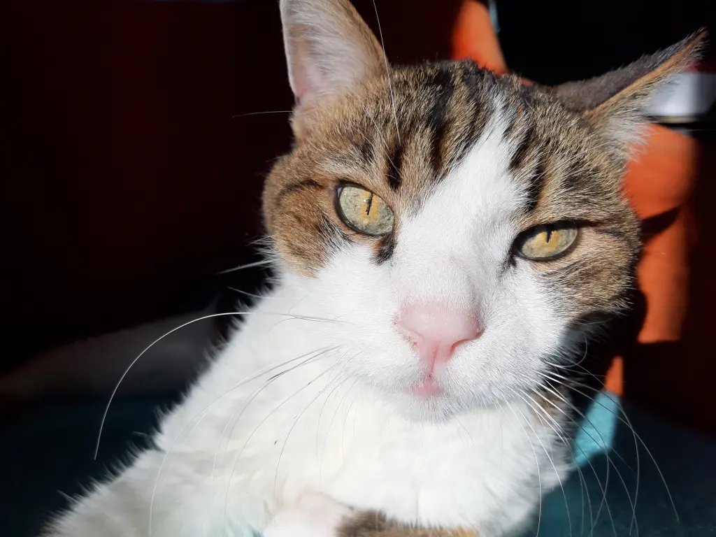 Condolence image of Tanja mit Timmy im Herzen