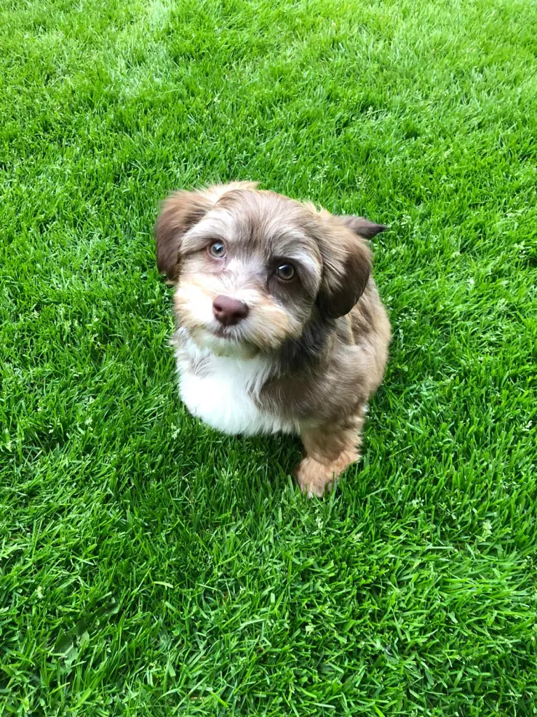 Condolence image of Theo