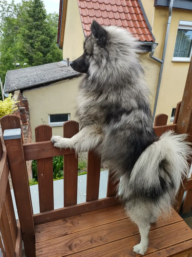 Condolence image of Volker