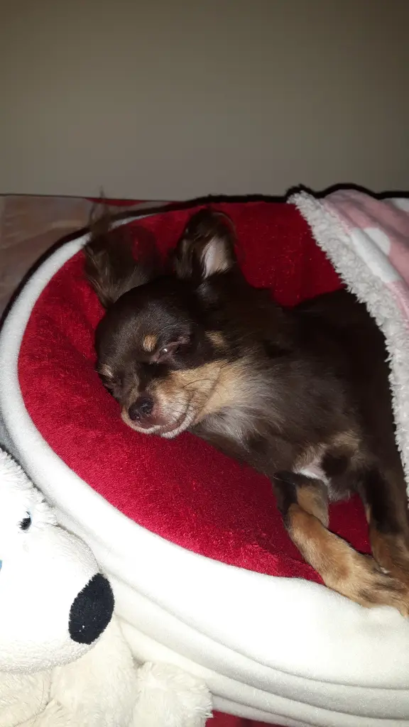 Bild von Milka