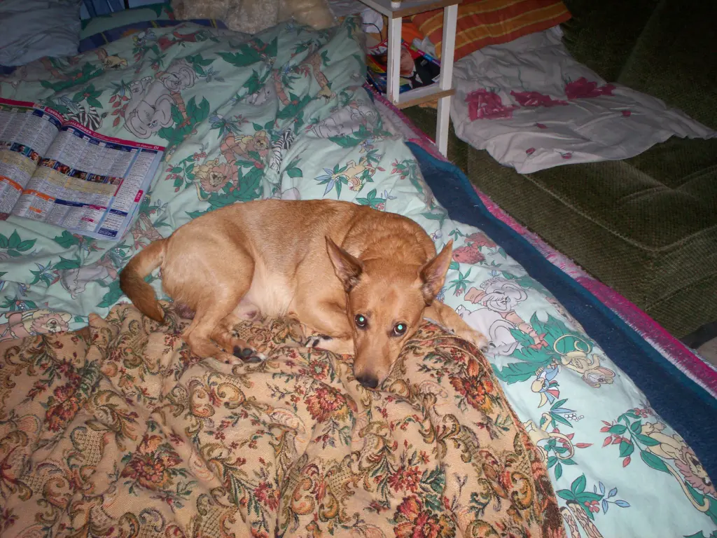 Image from Balou