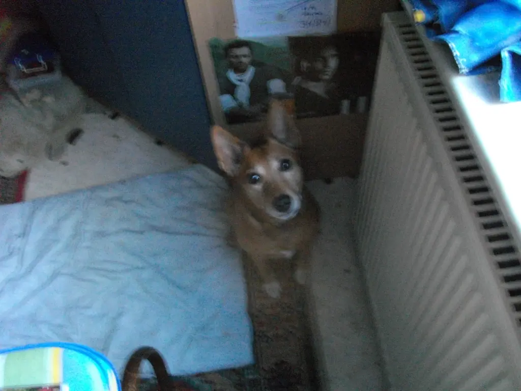 Image from Balou