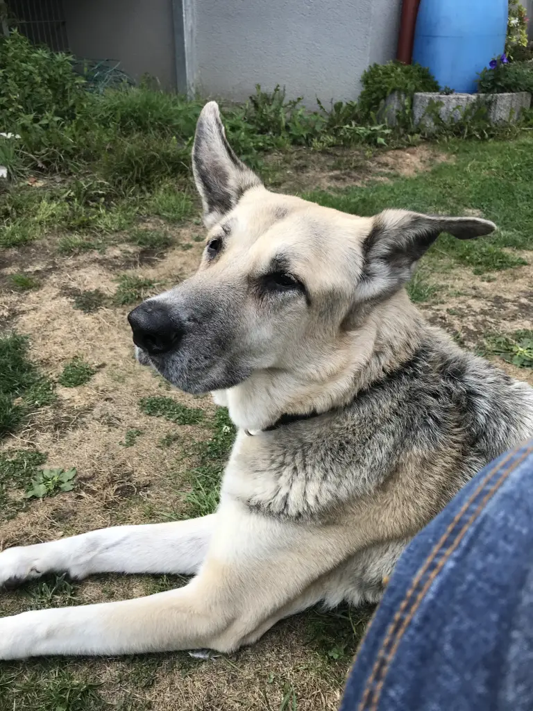 Image from Lassie
