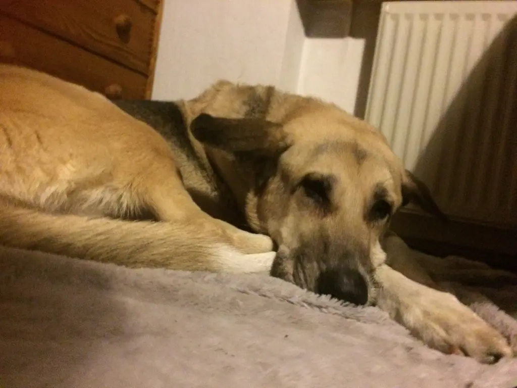 Image from Lassie