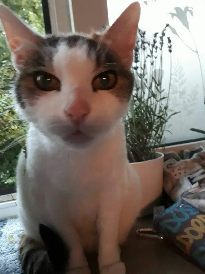 Image from Kitty