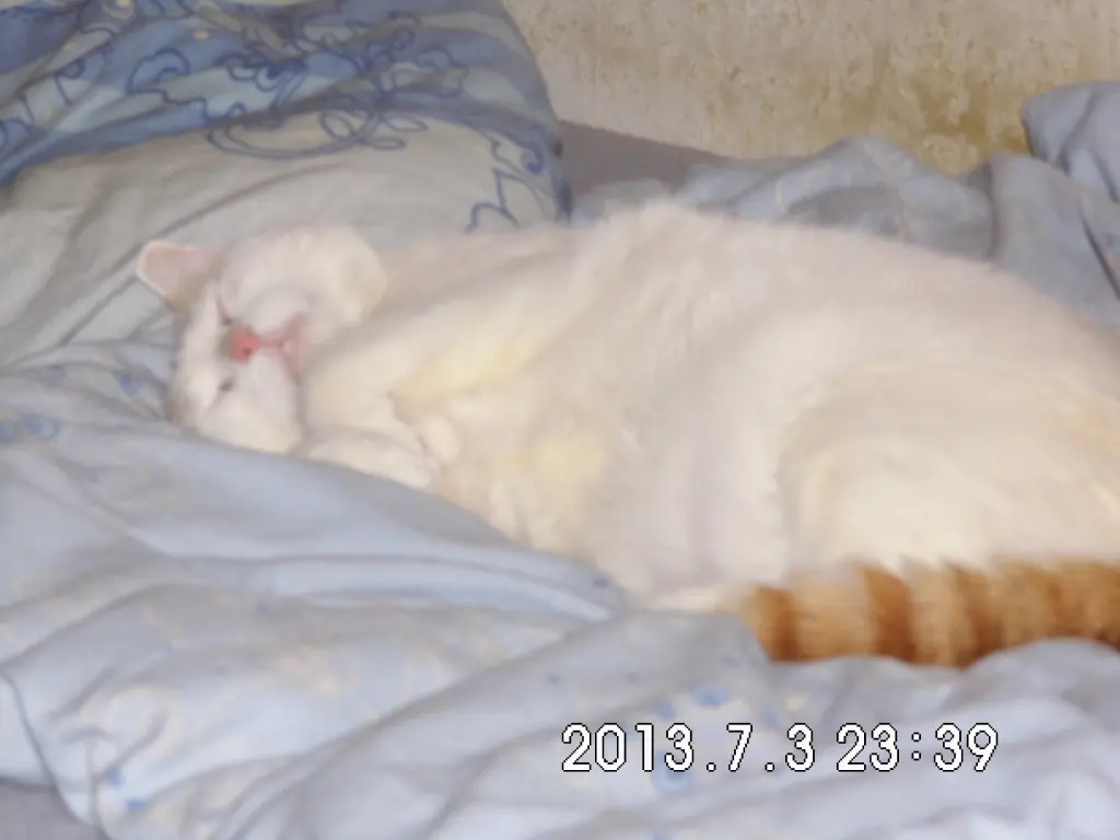 Image from Flitzi