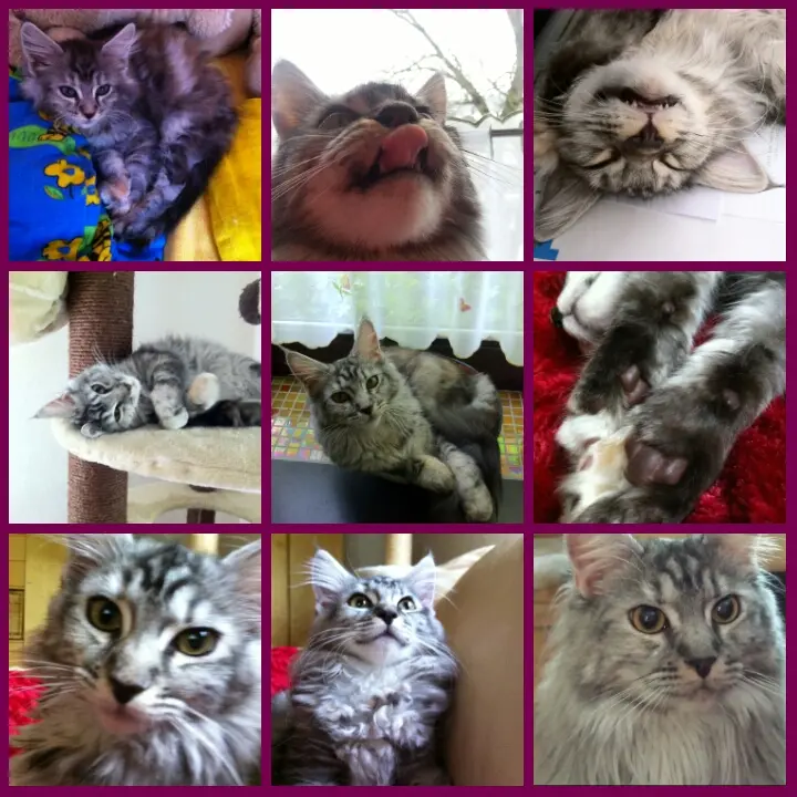 Image from Minou