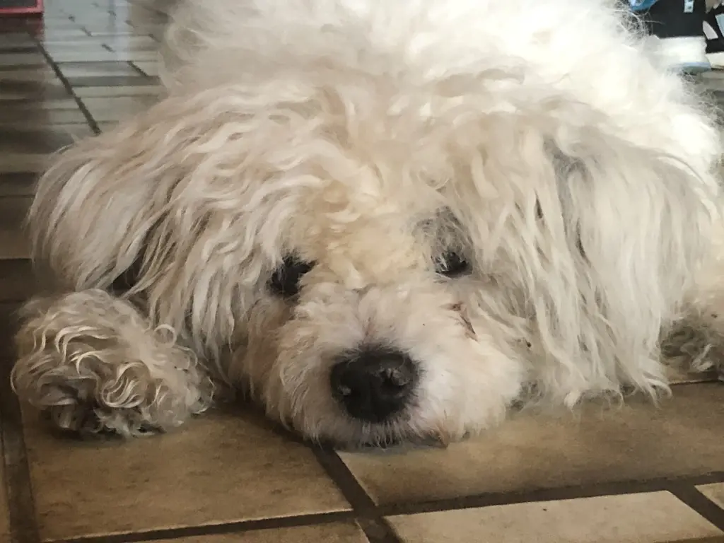 Condolence image of Madita