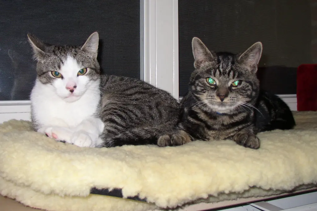 Image from Gismo