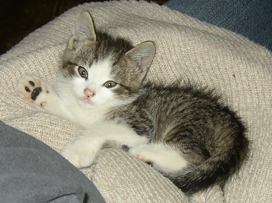Image from Gismo