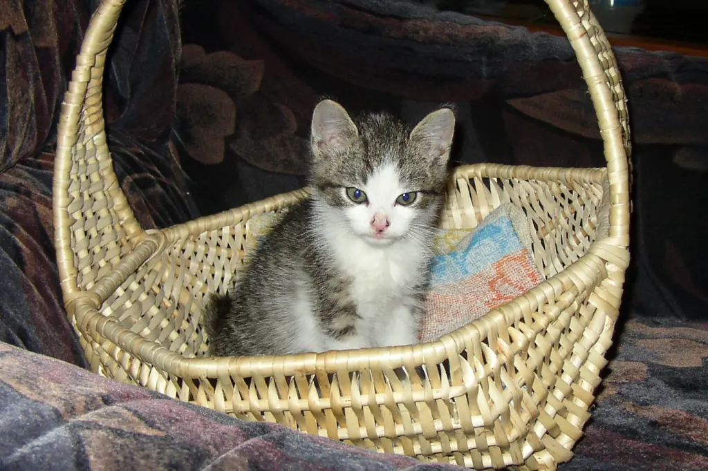 Image from Gismo