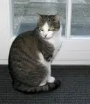 Image from Gismo