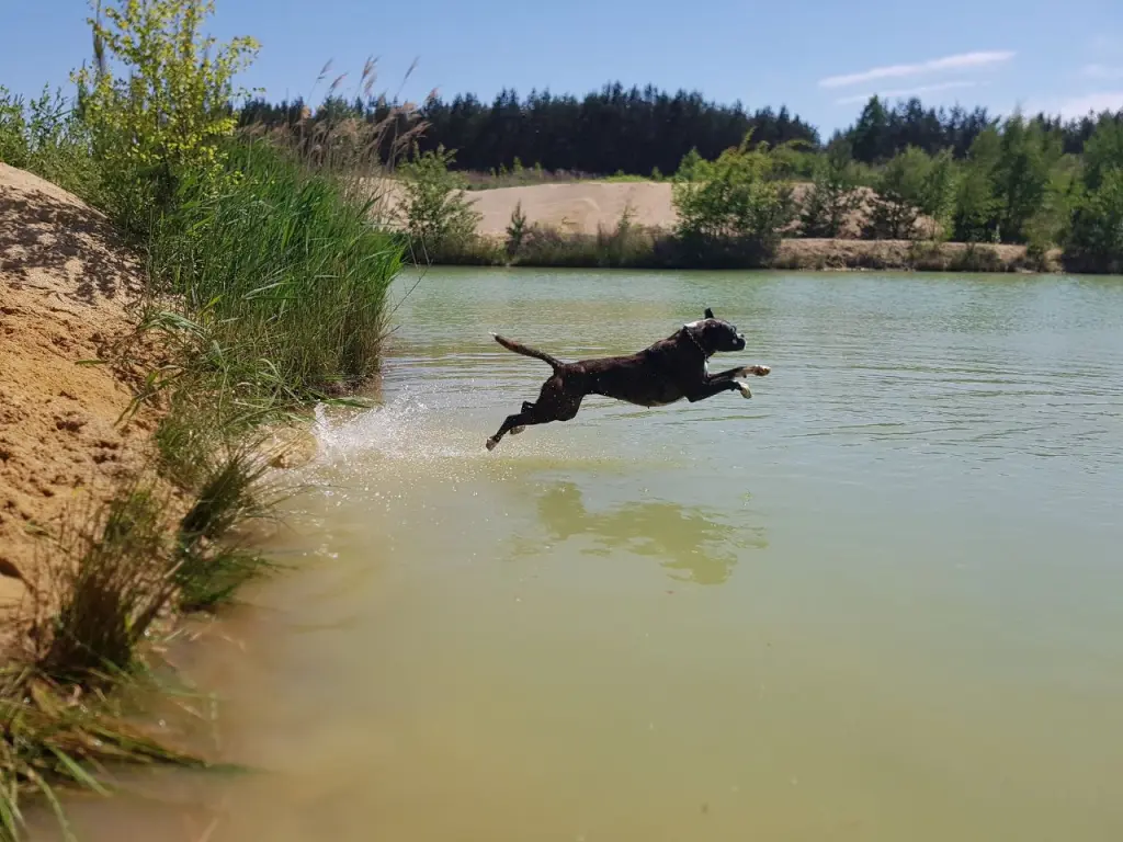 Image from Kimba
