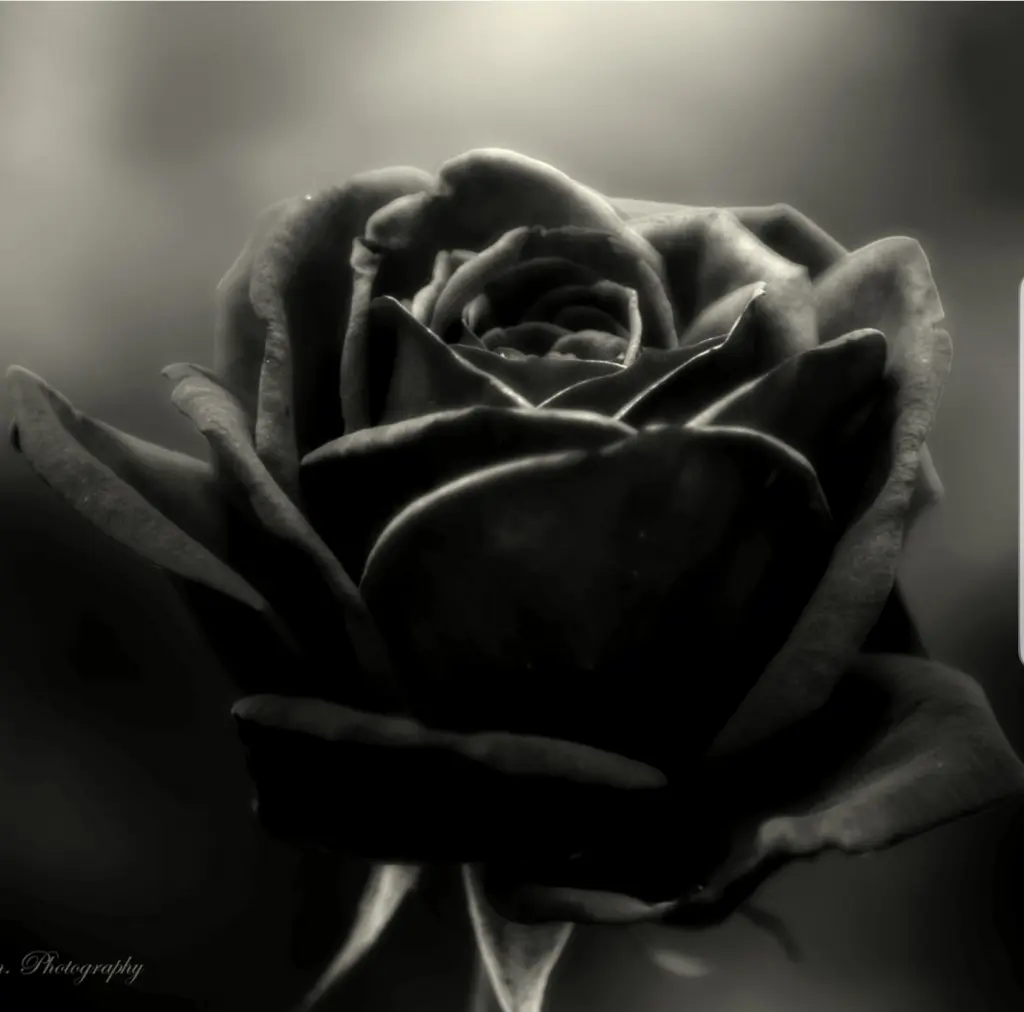 Image from Paris