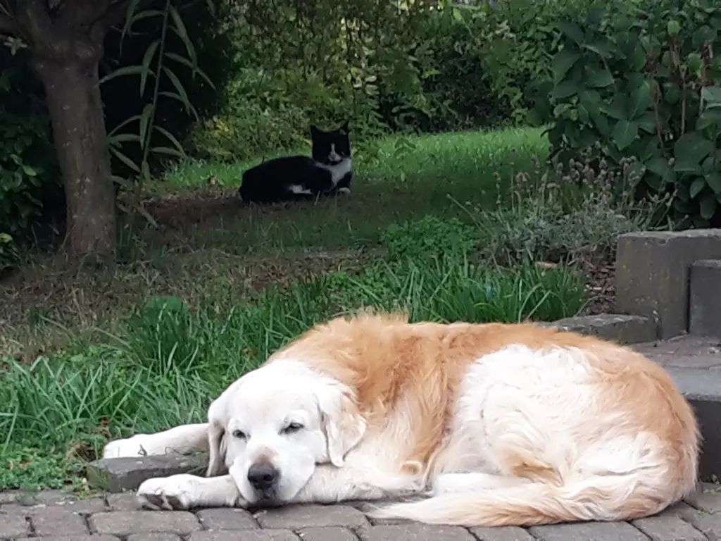 Condolence image of Anja mit Aros ✟05.01.2020