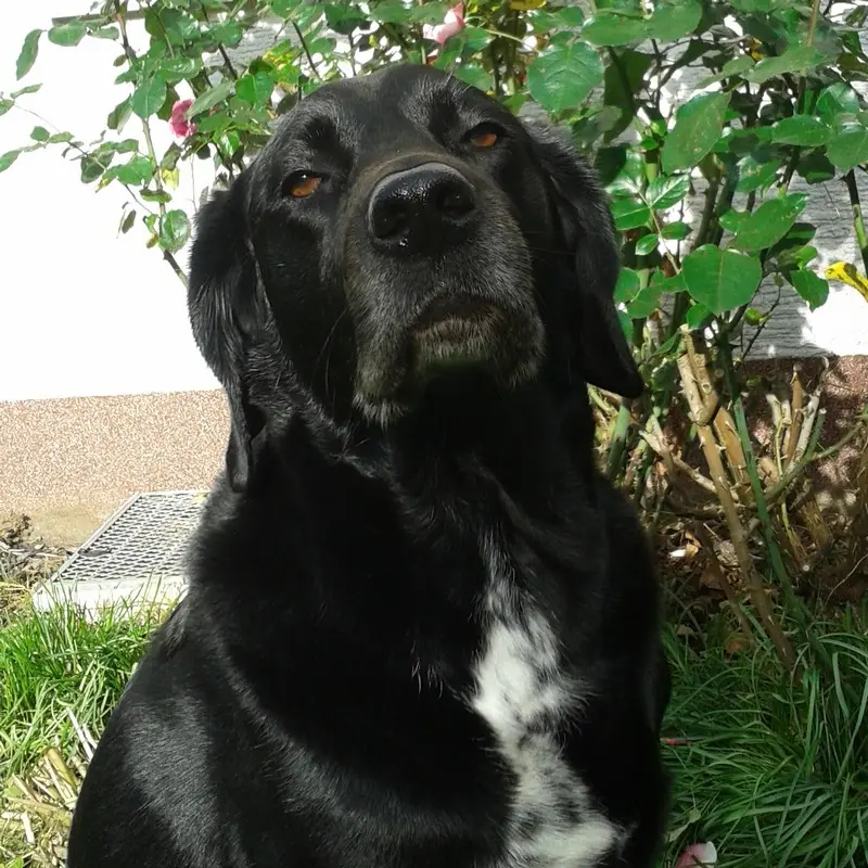 Image from Balou