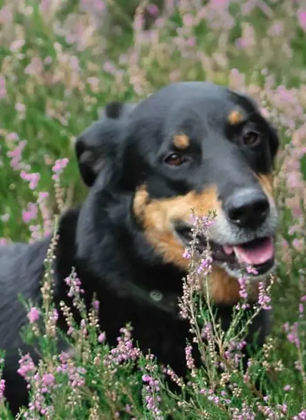 Image from Rocco
