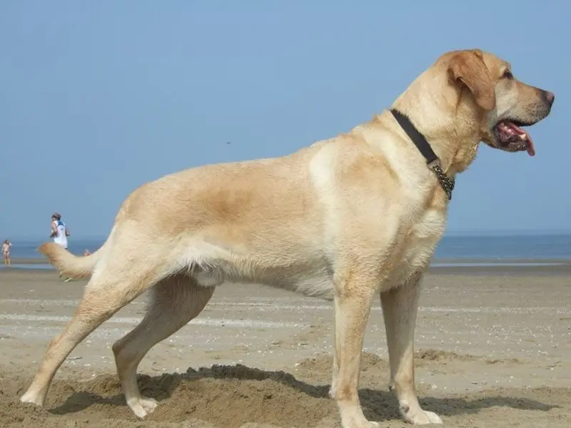 Image from Balou