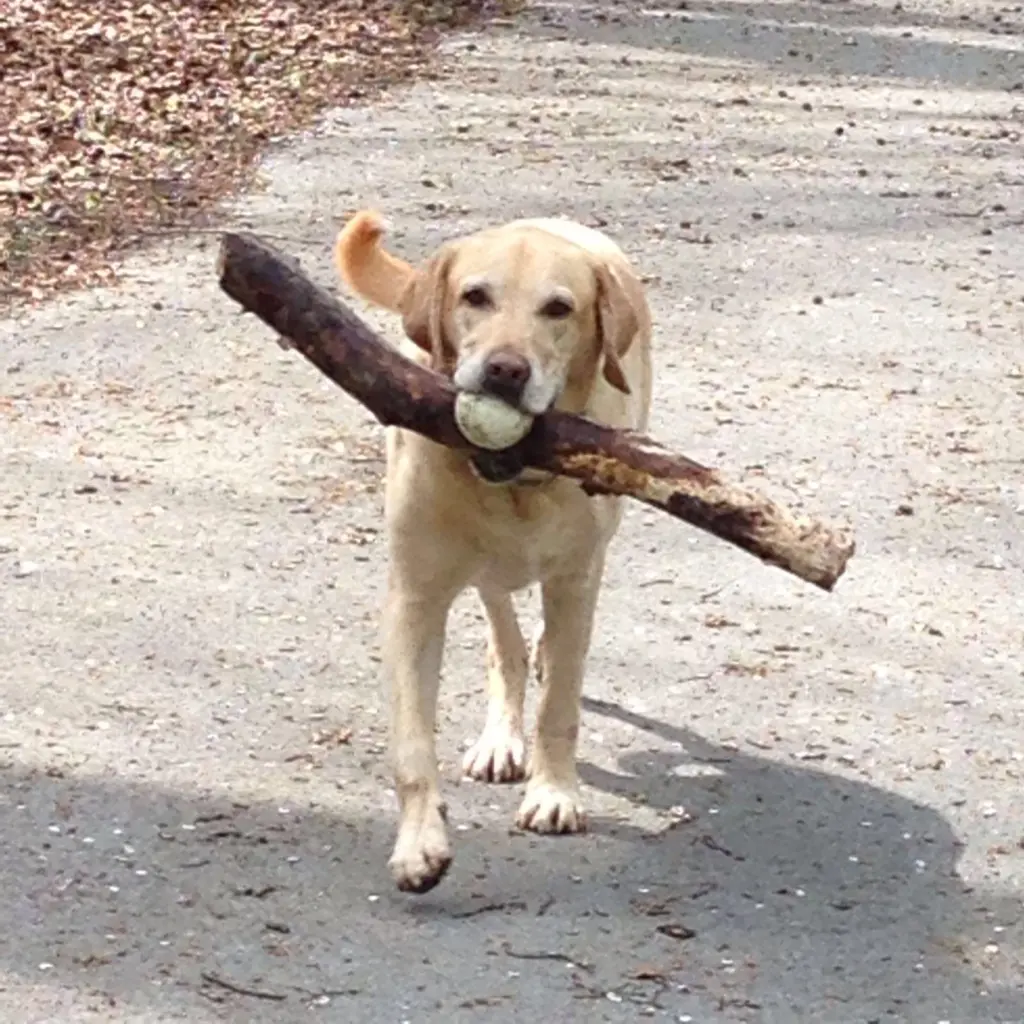 Image from Balou