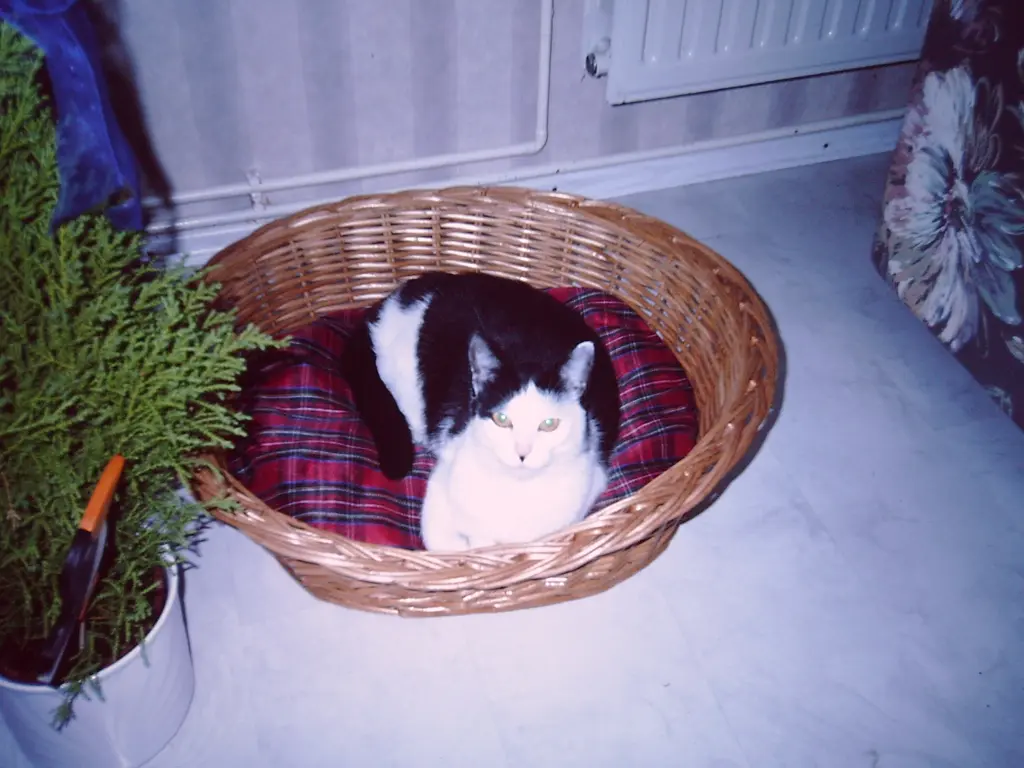 Image from Mogli