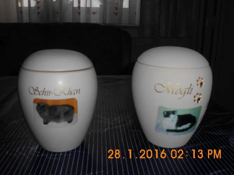 Image from Mogli