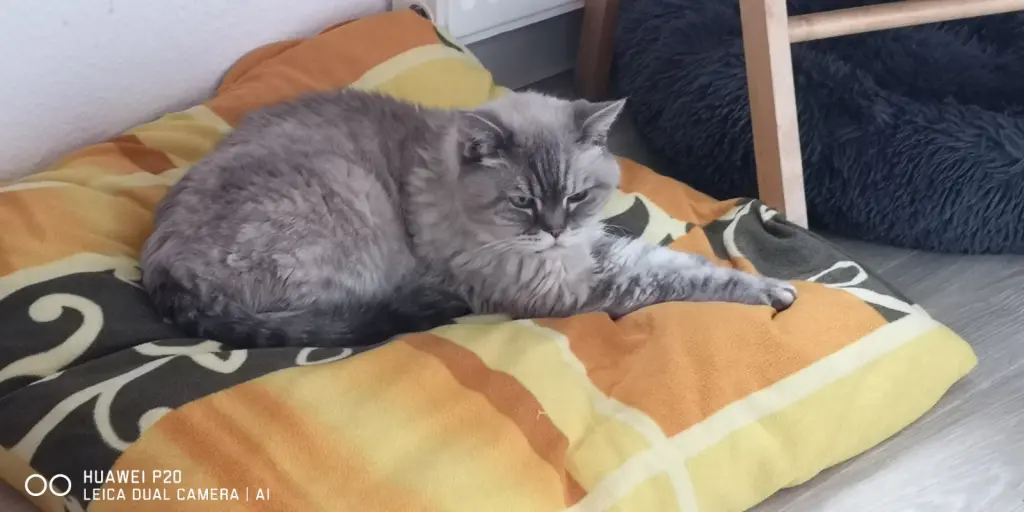 Andachtsbild von Katja