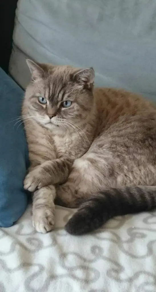 Bild von Final Bruno of lovely Sunshine