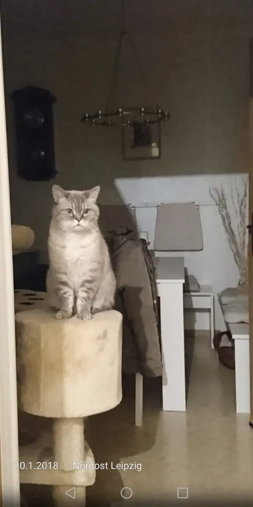 Bild von Final Bruno of lovely Sunshine