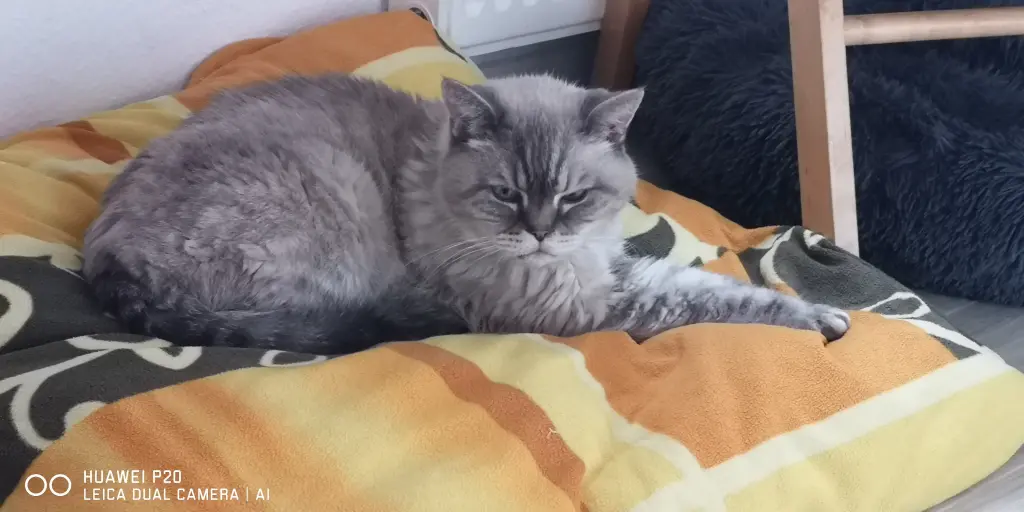 Bild von Final Bruno of lovely Sunshine