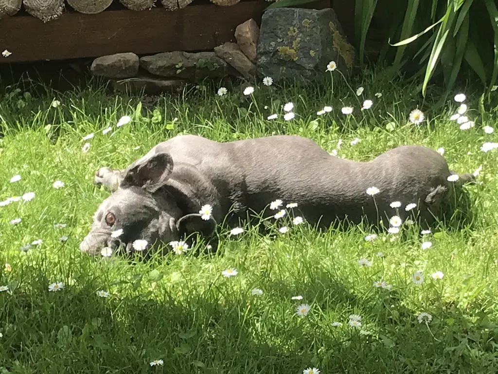 Image from Brutus