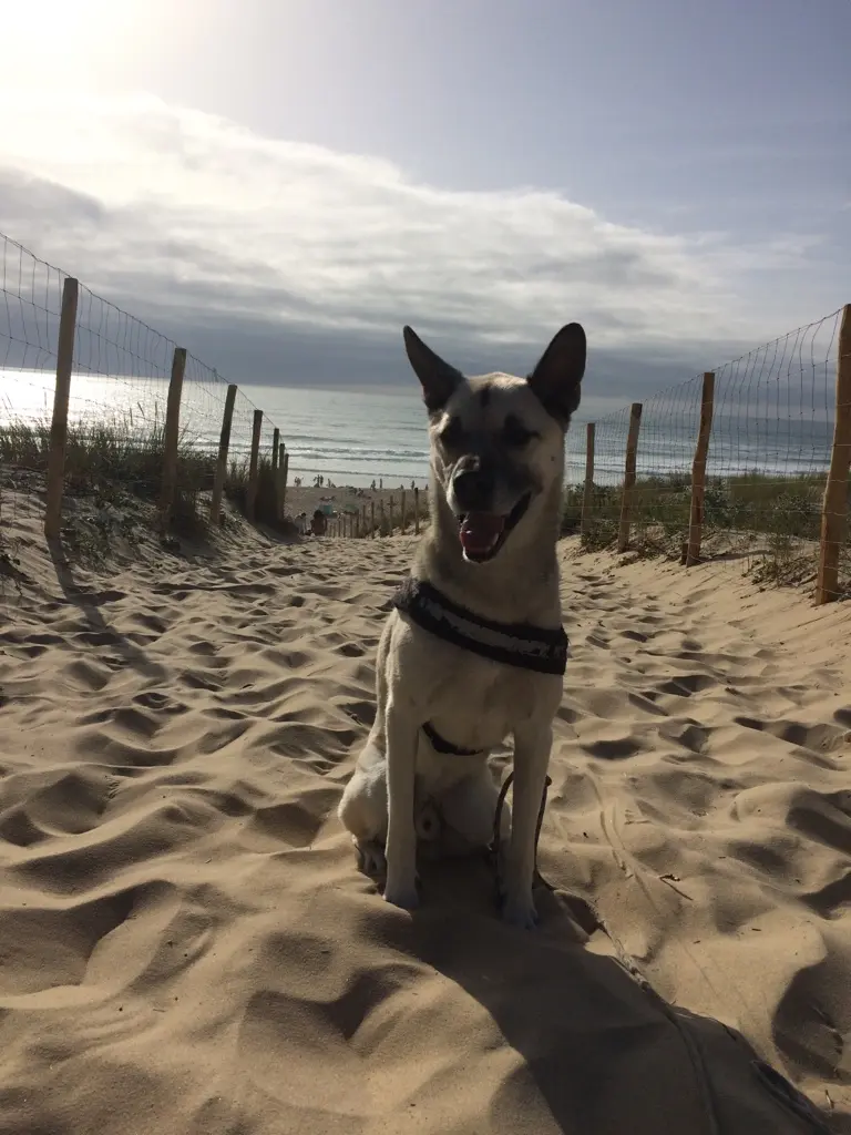 Image from Faro