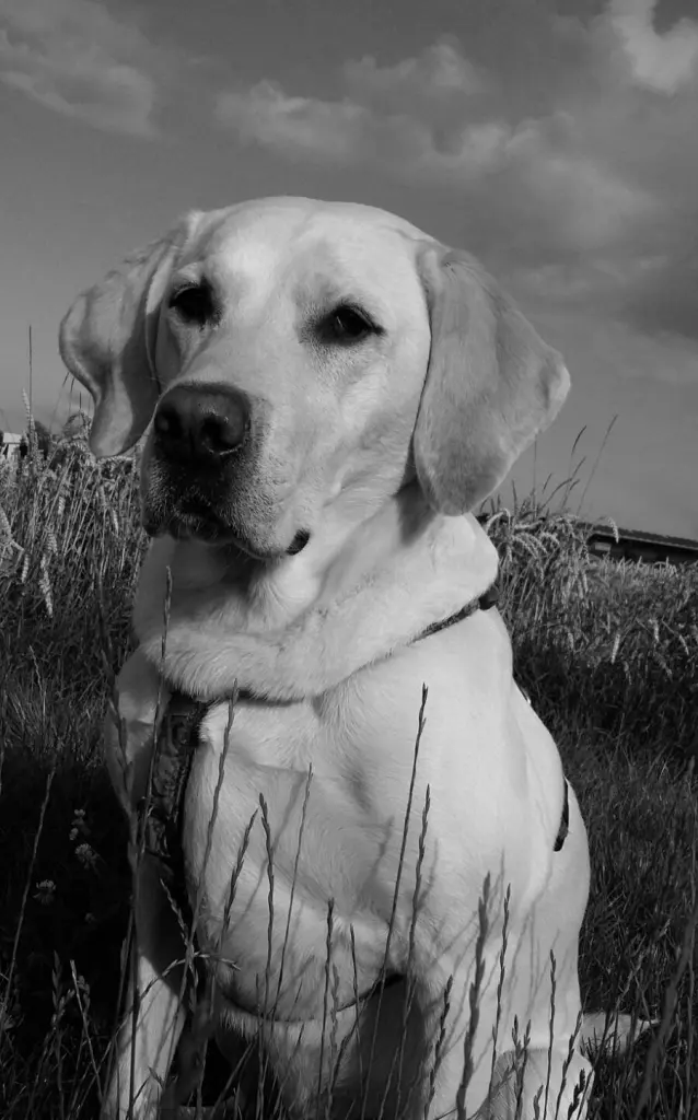 Condolence image of Andrea