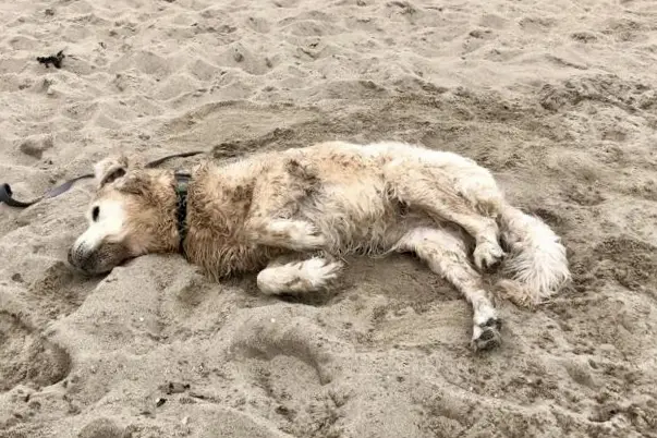 Condolence image of Felix