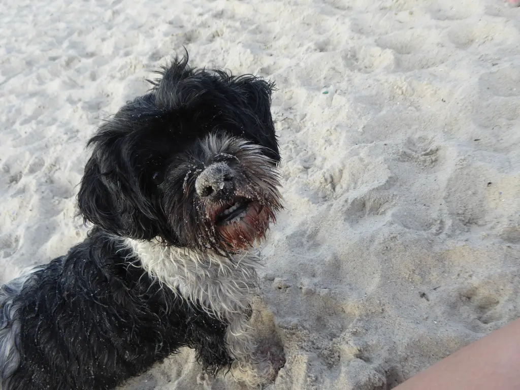 Image from Trixie