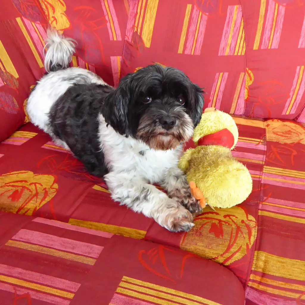 Image from Trixie