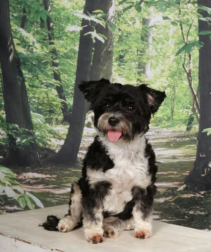 Andachtsbild von Stefanie mit Charly im Herzen 