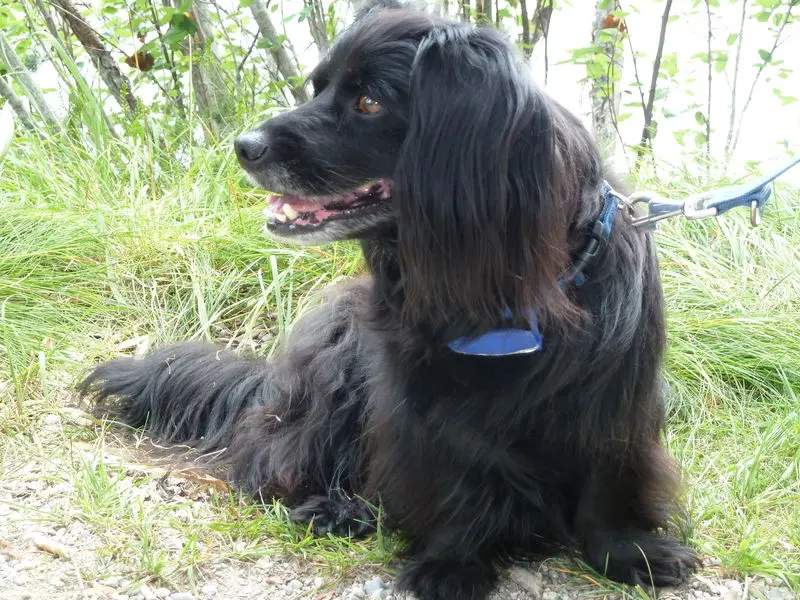 Image from Niko