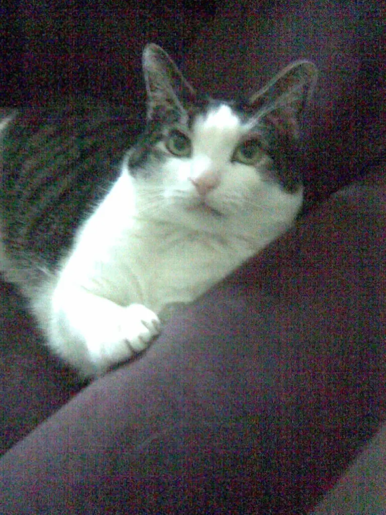 Condolence image of Petra mit Timmy im Herzen(+8.1.2020)