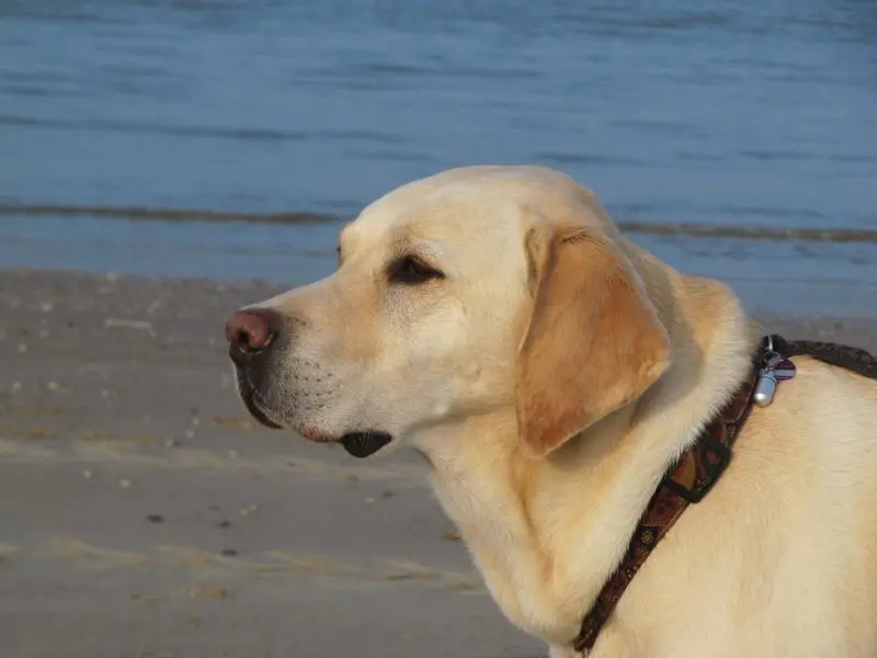 Condolence image of Andrea