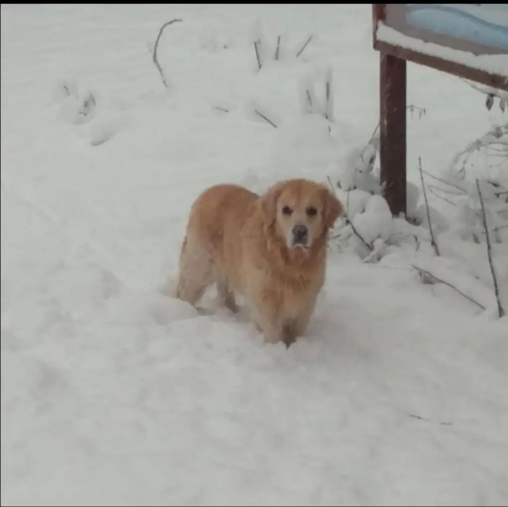 Bild von Rusty