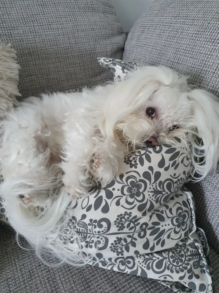 Bild von Maya