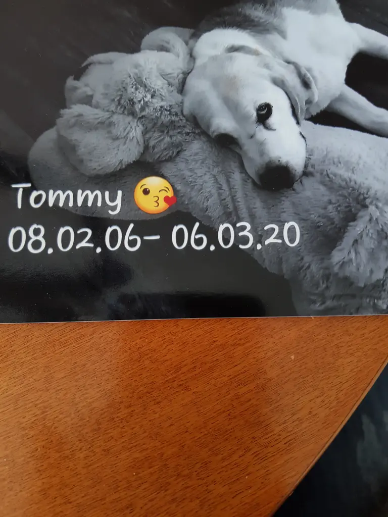 Image from Tommy 