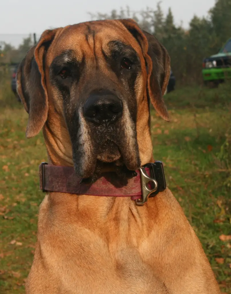 Image from Mika Megami