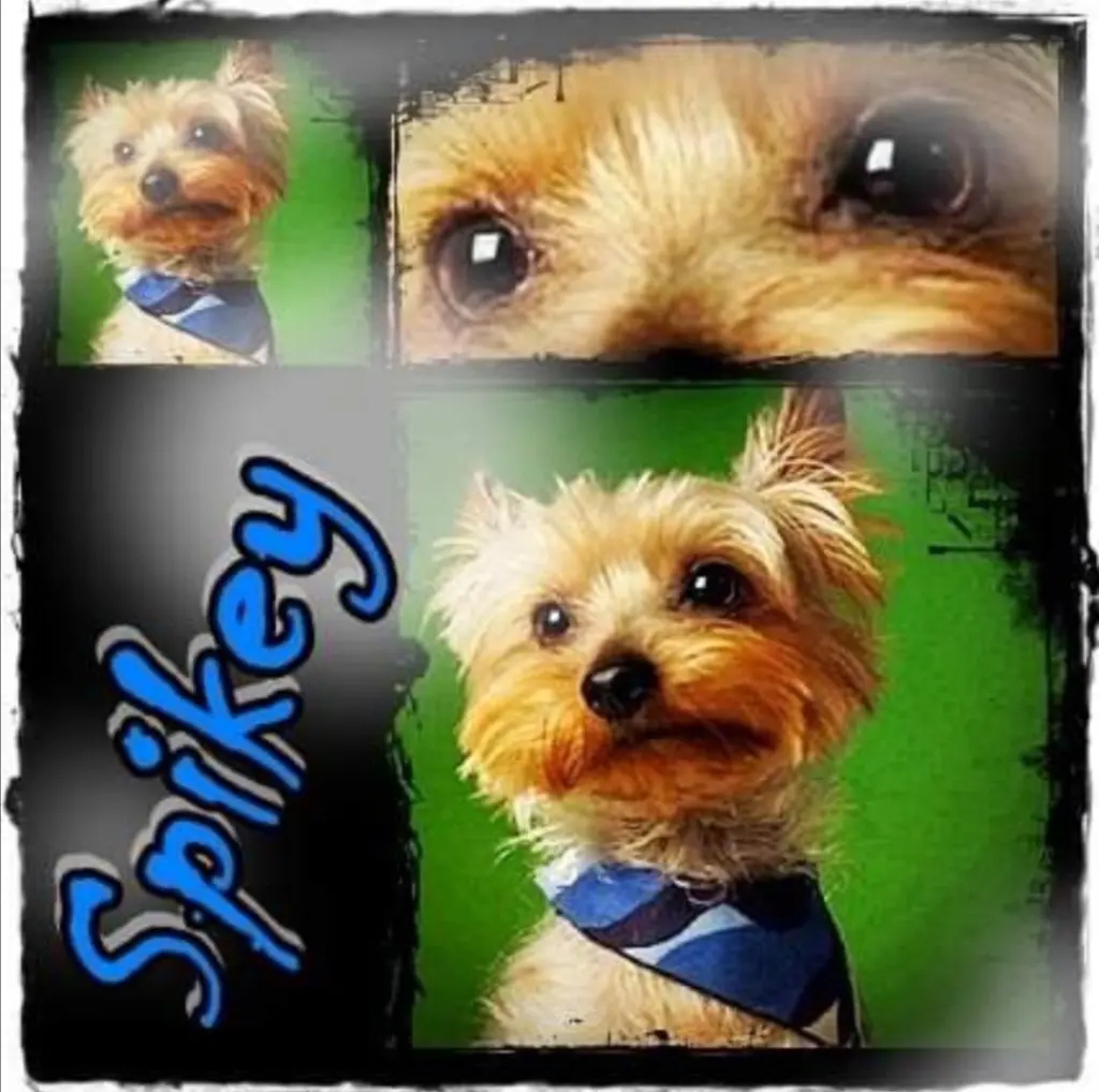Bild von Spikey