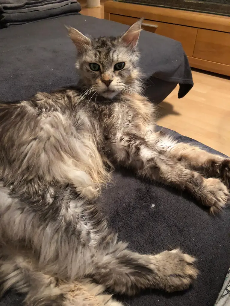 Image from Gismo